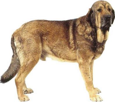 DOG SPANIOL 